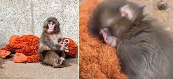   母親に育児を拒まれ、オランウータンのぬいぐるみを抱えて過ごす子ザル「パンチ」。［X　キャプチャー］