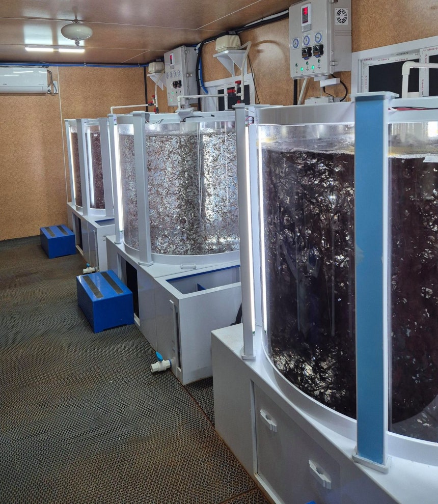 プルムウォン技術院が大型水槽の中で養殖海苔を研究している。［写真　プルムウォン］