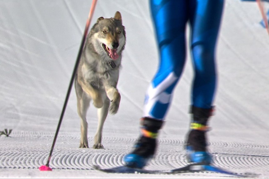 クロスカントリースキー競技場に乱入し、選手の後を追うオオカミ犬。［AP＝聯合ニュース］