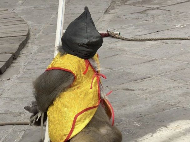   頭に黒い布を被せられて両腕を後ろに縛られて棒に固定されたサル。［写真 ウェイボ（微博） キャプチャー］