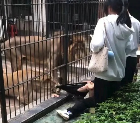 雌ライオンが突然、鉄格子の隙間から前足を出し、少女のズボンをひっかけるようにして強く引き寄せた。少女はバランスを崩し、あやうく引きずり込まれるところだった。このことで現場は大騒ぎになった。［写真 抖音 キャプチャー］ 