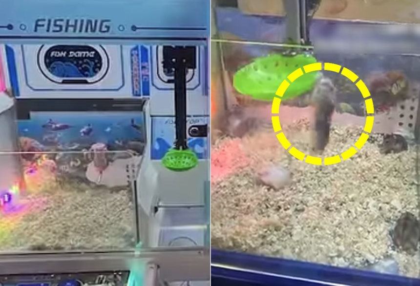   生きたハムスターを入れたクレーンゲーム機が運営している様子［写真 YouTube キャプチャー］