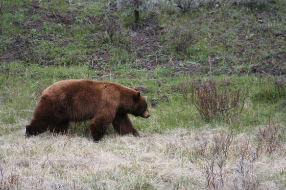 クマの資料写真。［写真 pixabay］
