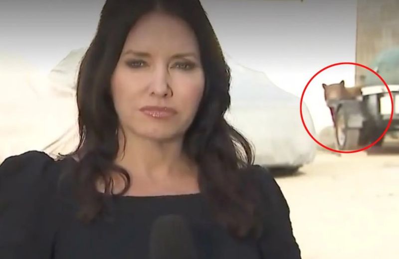   生放送中の女性記者の後ろに現れたクマ。［写真 米国KTLA キャプチャー］
