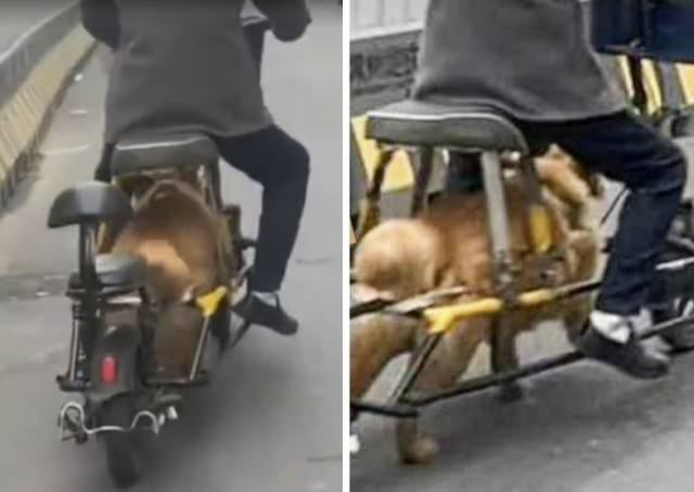 電動自転車のバッテリーを外し犬を動力源にしている高齢者。［写真 SNS］