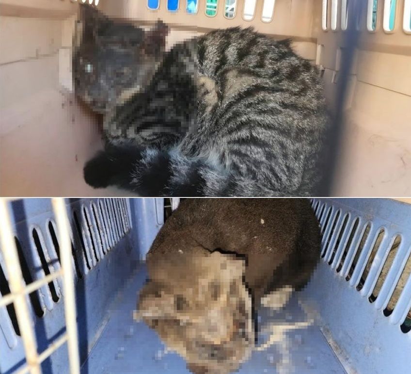 やけどを負った野良猫。CARE＝聯合ニュース