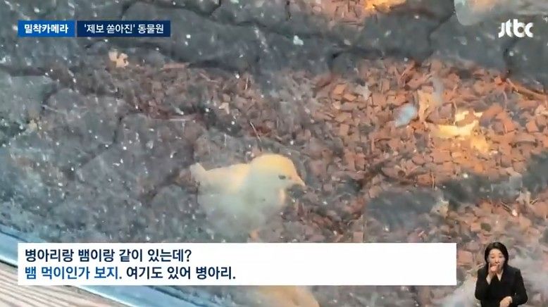 慶尚北道亀尾市（キョンサンブクト・クミシ）のある動物園で虐待論争が起きている。写真はこども体験コーナーにいるヒヨコ。［写真 JTBC キャプチャー］