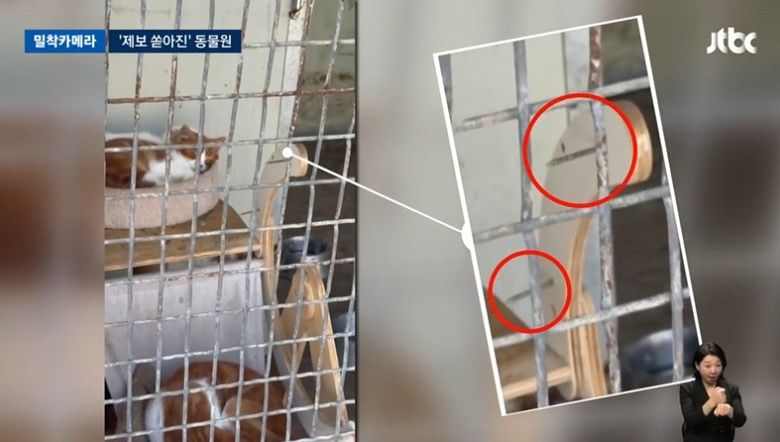   虐待論争が起きているある動物園の猫ケージ。［写真 JTBC キャプチャー］