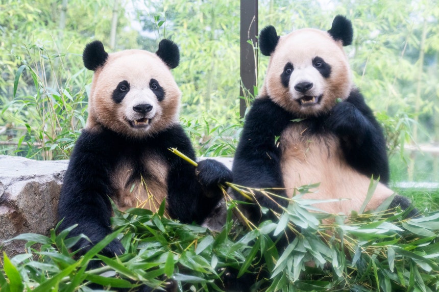 エバーランド「パンダセカンドハウス」で独立生活を続けているルイバオ（睿宝）とフイバオ（輝宝）。聯合ニュース