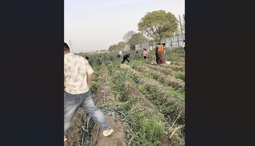  ネギを持ち去る人々。聯合ニュース