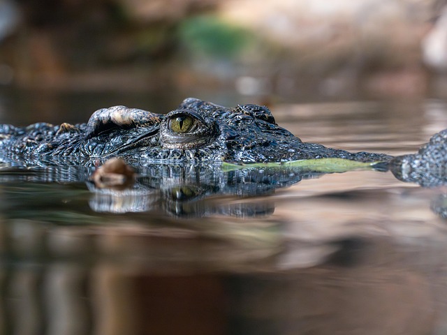 ワニのイメージ。［Pixabay］