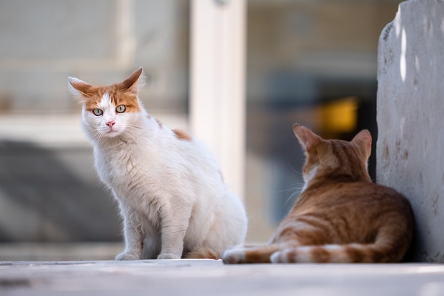 資料写真（写真は記事の特定内容と関係ありません）。［Pixabay］