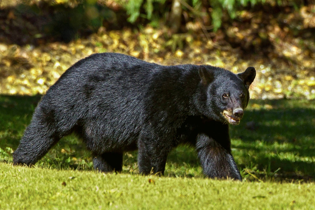 アメリカグマの資料写真。※本記事とは直接関係ありません。［写真 Pixabay］