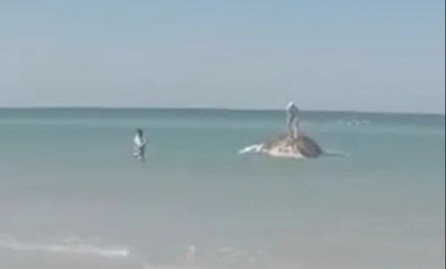   ティミー斃死の知らせ以降、別の論争も浮上した。独メディアは、デンマーク・アンホルト島沖のティミーの死骸の上に一部の見物人が上がって写真を撮る様子が捉えられたと伝えた。［写真 SNS］