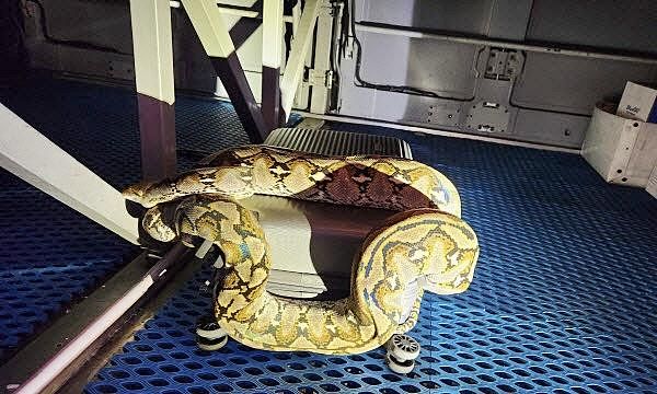   市外バス貨物室から発見された大型ヘビ。［写真 大邱北部消防署］