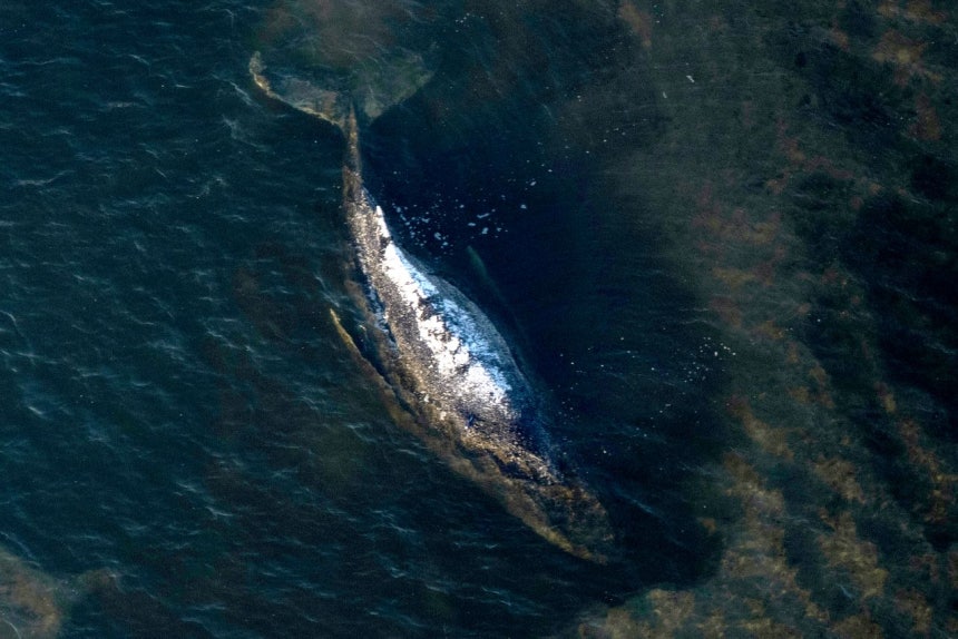 4月22日、ドイツ北部ポエル島沖の潮が引いた浅い砂州（潮だまり）に閉じ込められたザトウクジラ「ティミー」が横たわっている。AP＝聯合ニュース