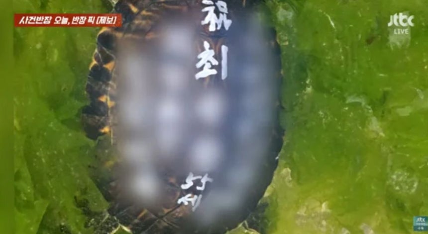   甲羅にペンキで落書きされた状態で発見されたカメ。［写真 JTBC キャプチャー］