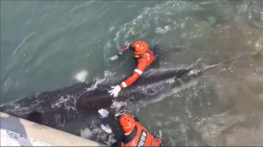 26日午前、慶尚南道巨済市南部面の近浦港ヨット係留所でヒゲクジラを救助する海警隊員。 ［写真＝統営海洋警察署提供］