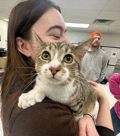 足の指が最も多い猫としてギネス世界記録に認定された「トビー」。［写真 ギネス世界記録公式サイト］