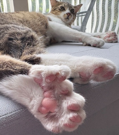   世界最多の足の指を持つ猫の足。［写真 ギネス世界記録公式サイト］