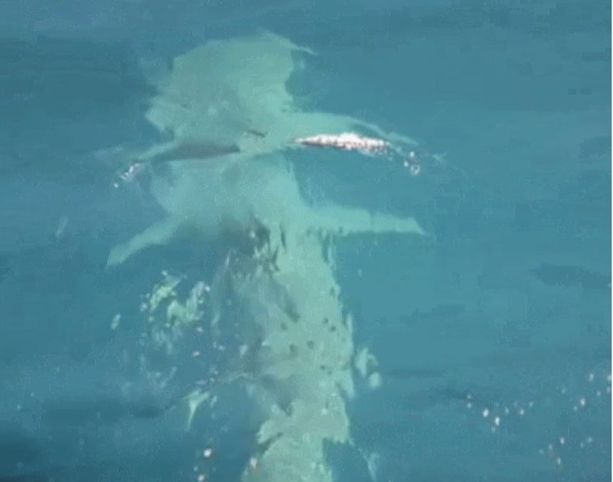  済州（チェジュ）・涯月（エウォル）沖に現れたジンベエザメ。［写真 映像キャプチャー］