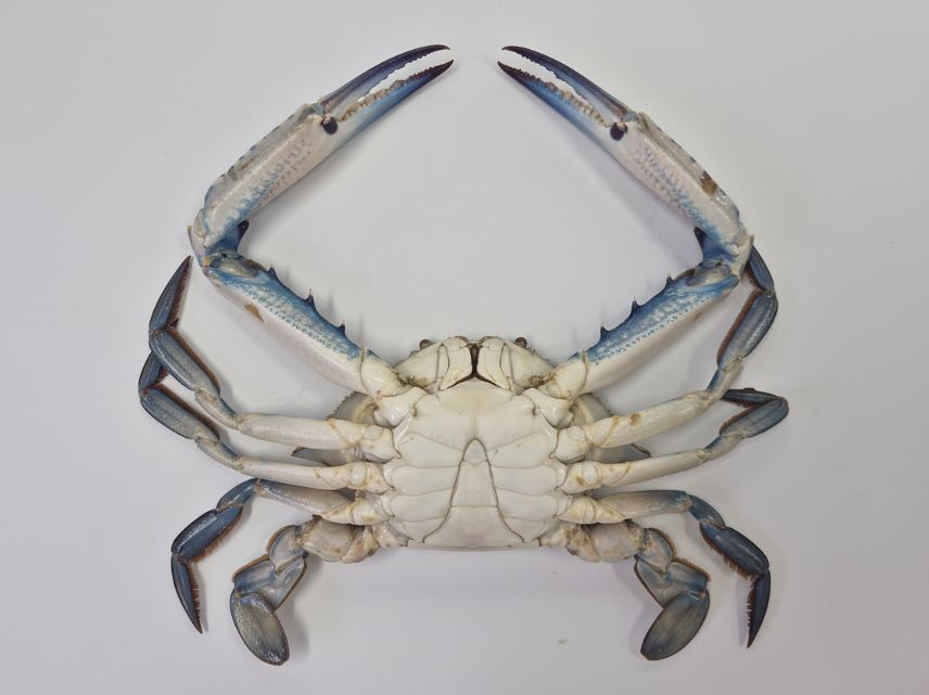 国立水産科学院亜熱帯水産研究所が済州の海で捕獲したアオガニ ［写真 亜熱帯水産研究所］