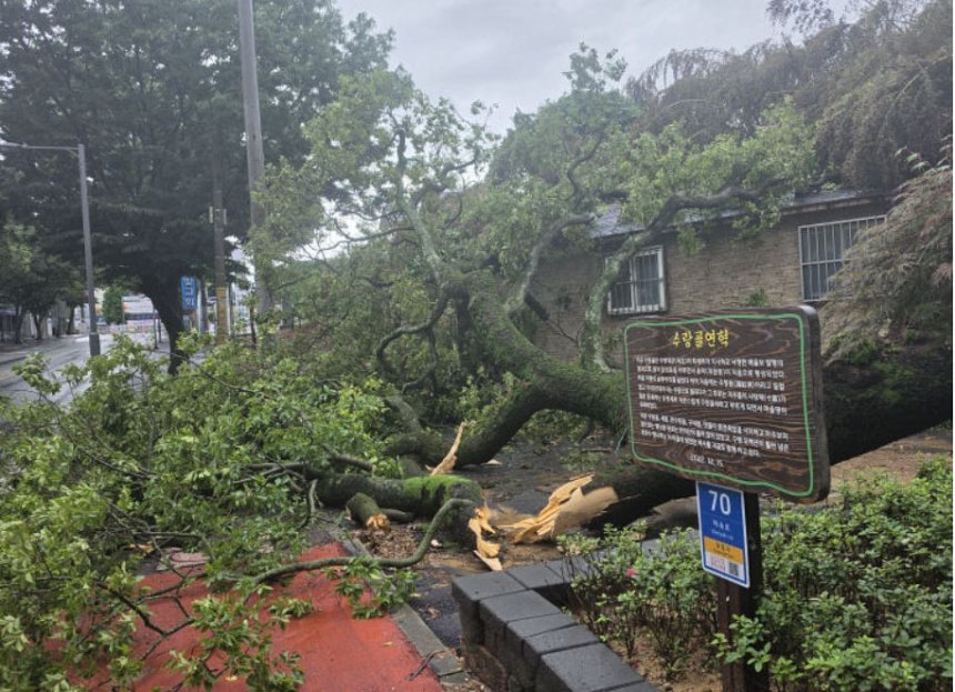 忠清南道論山市（チュンチョンナムド・ノンサンシ）に降った記録的な豪雨により、鷲岩洞（チィアムドン）のスランゴルにある樹齢570年のエノキ（榎）が根こそぎ倒れた。［写真 李泰謨（イ・テモ）論山市議］