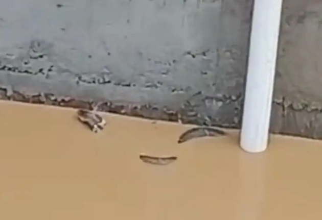  養殖場から逃げ出し、住宅街で発見されたヘビ。［SNS キャプチャー］