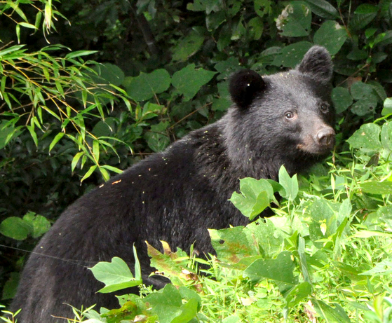 野生のクマの資料写真。［写真 聯合ニュース］