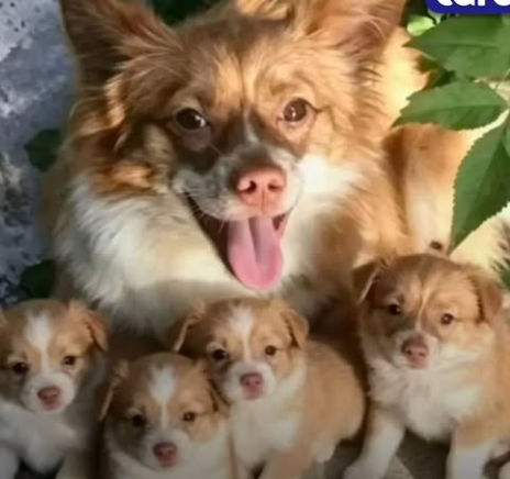   中国・広東省掲陽市で、10代の少年4人が野良犬を残虐に虐待した事件が発生した。写真の母犬と子犬3匹は、虐待を受けた後に殺害された。［写真 動物権団体ケア］