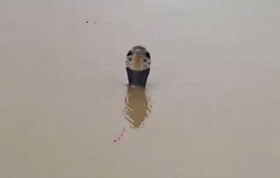 中国・広西チワン族自治区で発生した洪水の中で、ヘビが水面から頭を出している様子。［写真 X（旧ツイッター）キャプチャー］