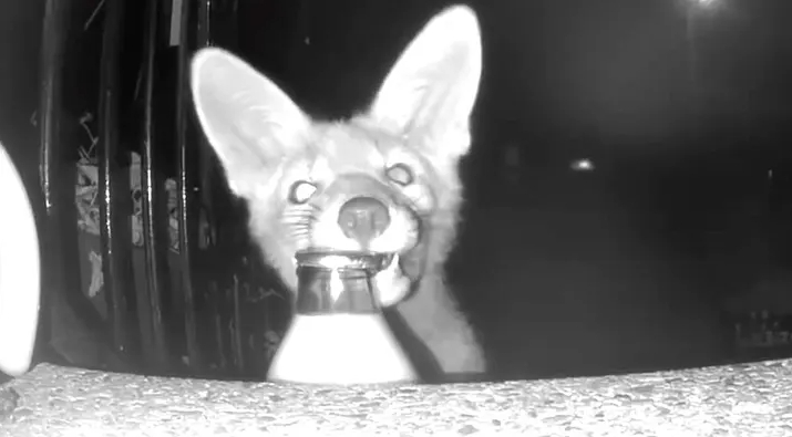   未明に現れた野生のキツネが牛乳瓶を持ち去る様子。［SNS キャプチャー］
