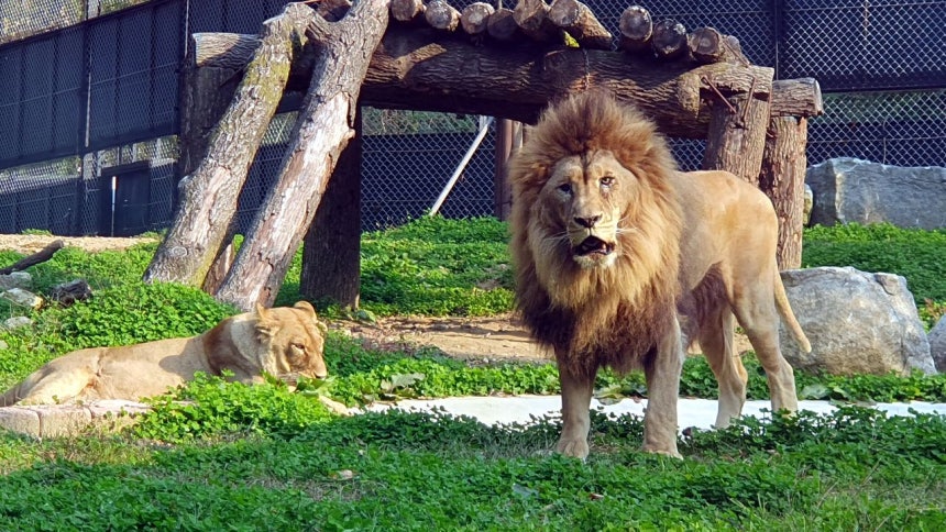 やせ細った状態で救出された清州動物園の雄ライオン「パラミ」が、2023年10月23日に保護施設で雌ライオンの「ドド」と会いペアリングに成功した。キム・ソンテ