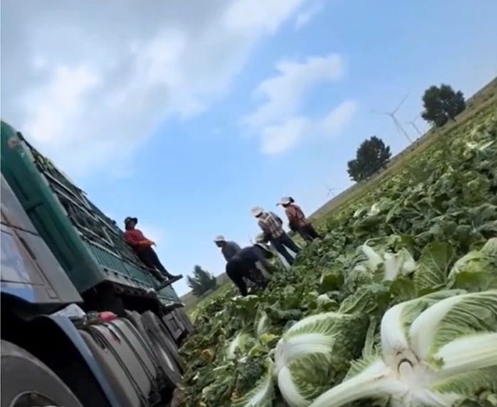 あるブロガーが康保県のハクサイ買い付け現場を撮影した動画 ［中国インターネットブロガー動画キャプチャー］