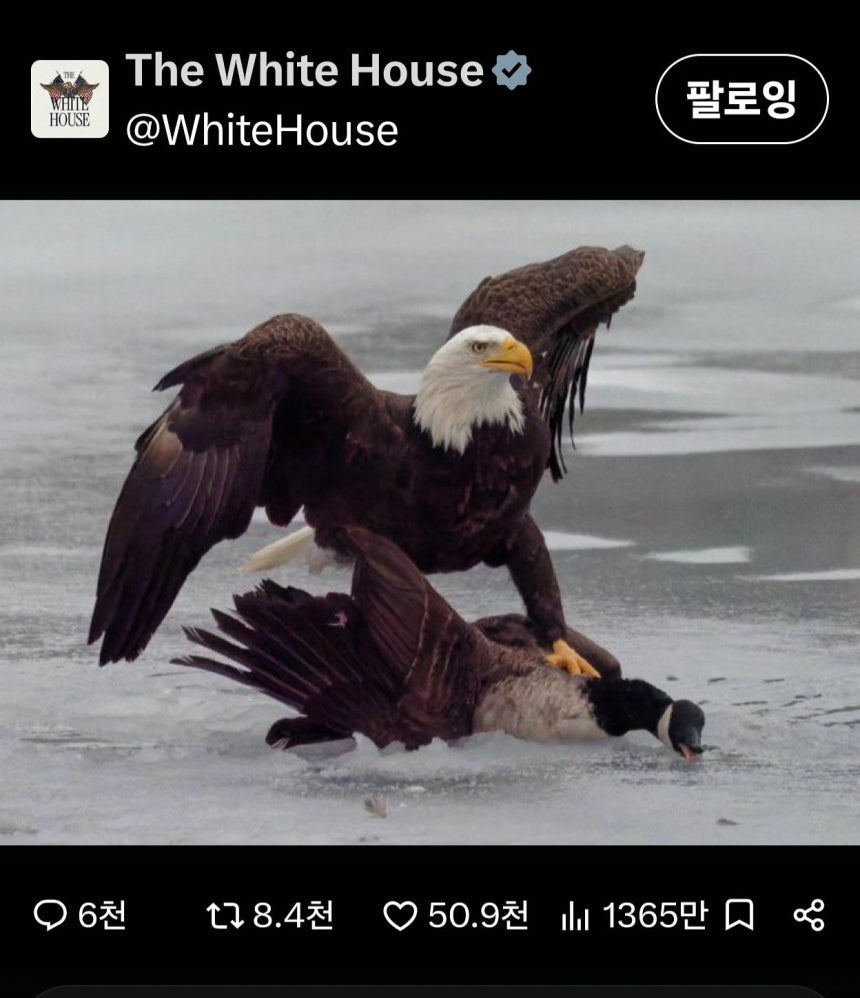 米国の象徴であるハクトウワシがカナダガンを押さえ付ける写真をホワイトハウスがSNSに掲載した。 ［ホワイトハウスX キャプチャー］