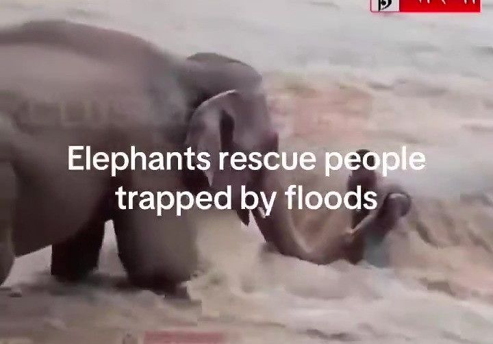 ネパール洪水でゾウが水に流される男性を救助する映像として人気を集めたが、ネパール洪水とは無関係の映像であることが分かった。［写真 SNSキャプチャー］