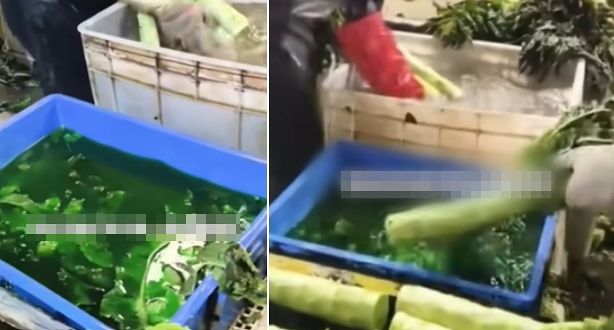   中国の作業場で茎レタスを着色料に浸して取り出す様子。［写真 中国SNSプラットフォーム「Bilibili」キャプチャー］