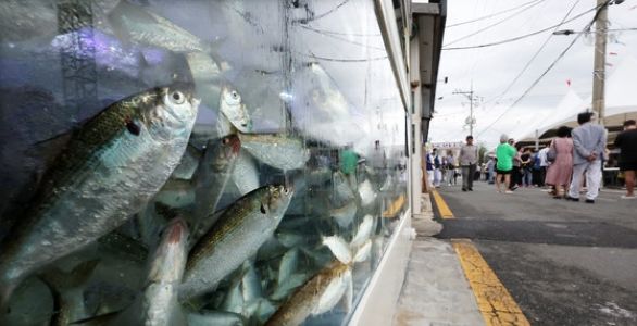 コノシロ祭りが開かれた釜山江西区の鳴旨（ミョンジ）市場 ソン・ボングン記者