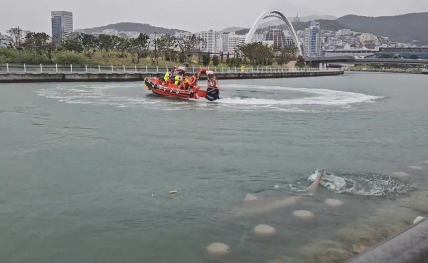 18日、釜山（プサン）北港の親水公園の海辺にサメが現れ、海洋警察が対応に当たった。