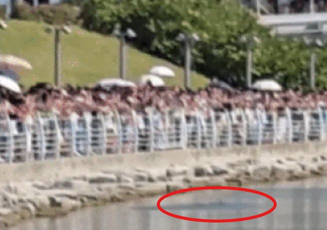  釜山（プサン）北港・親水（チンス）公園の水辺で目撃されたサメのひれ。［写真 SNS キャプチャー］