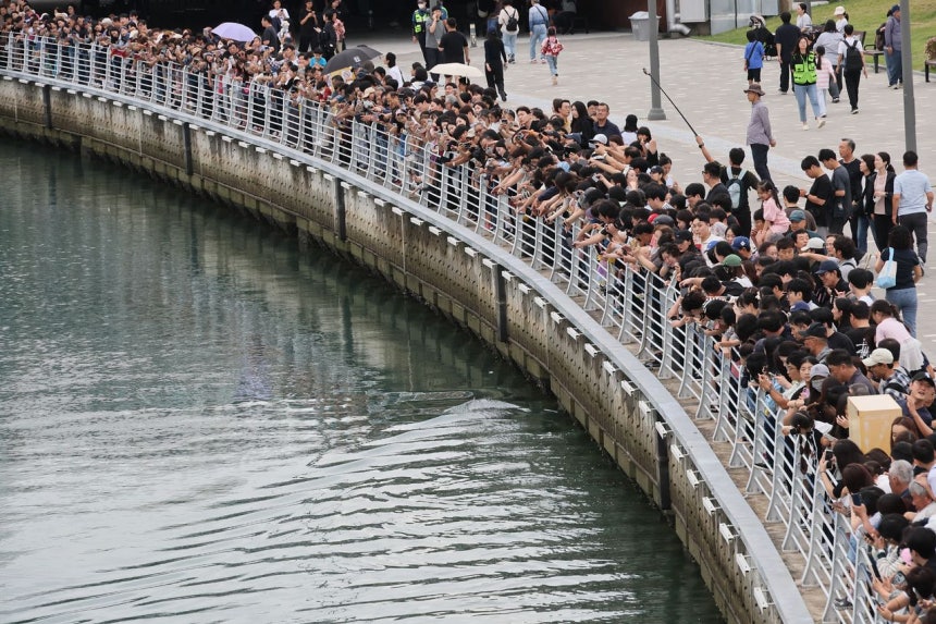 秋夕連休最終日の27日、釜山北港親水公園の水路に10日以上とどまっているサメ「プカンイ」を見るために市民が公園の散策路にあふれている。ソン・ボングン客員記者