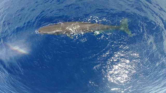 マッコウクジラの資料写真（写真は記事の特定内容と関係ありません）［Pixabay］