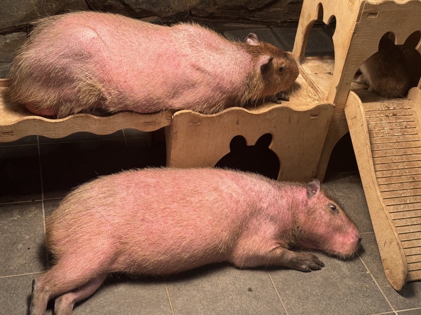  全身の毛が抜けた状態で展示されるカピバラ。［写真 動物自由連帯提供］